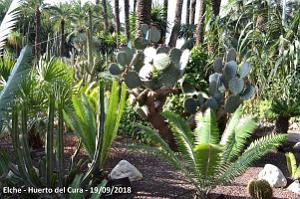 19 ELCHE HUERTO DEL CURA (71)